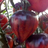 Paradajz narednik paprika: recenzije, fotografije, prinos